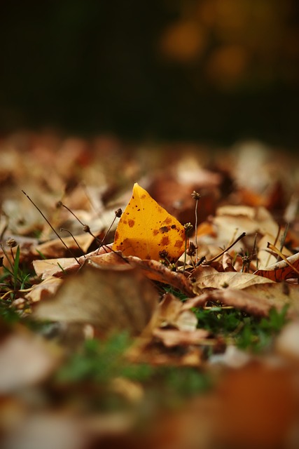 约基奇总能 约基奇总能